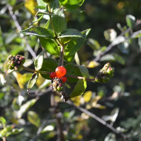 Núcleo Rural Tixileiro Sisterna